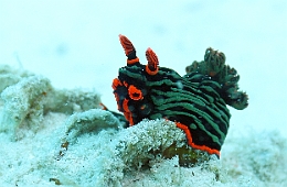 Sipadan_2015_Nudibranche_Nembrotha kubaryana_IMG_3169_rc